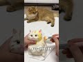牛奶是只猫 给我家猫咪做的猫咪捏捏 大家觉得那个配色好看呢 牛奶是只猫 给我家猫咪做的猫咪捏捏 大家觉得那个配色好看呢