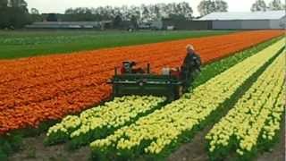 Pays-Bas 1: tonte des tulipes