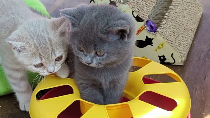 Video 7149681: british blue golden