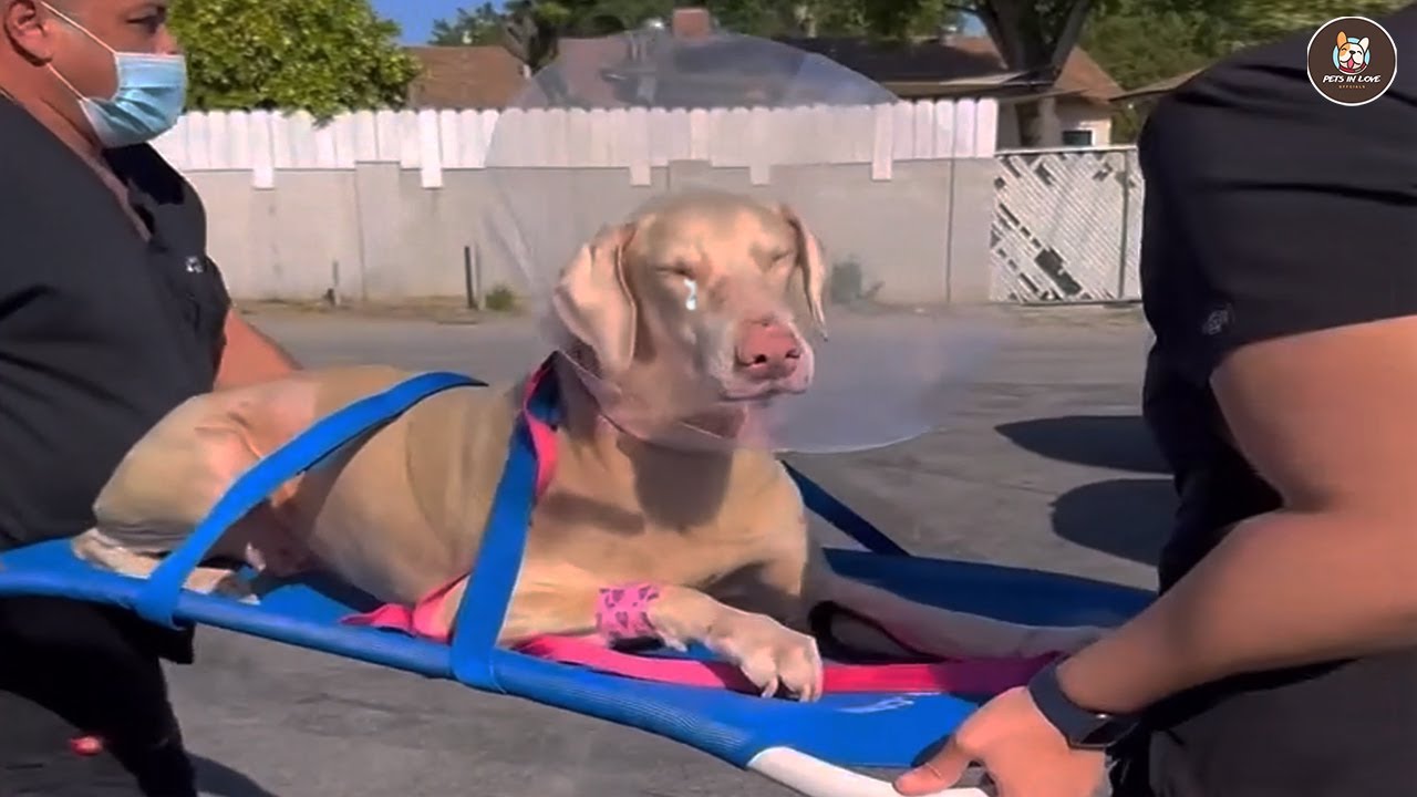 8 лет, проведенных во тьме, она молча плакала, когда её снова усыновляют.