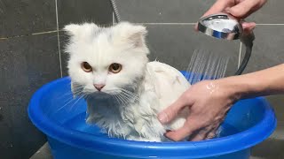 In winter, white cats can bathe in hot water comfortably - Cats Video
