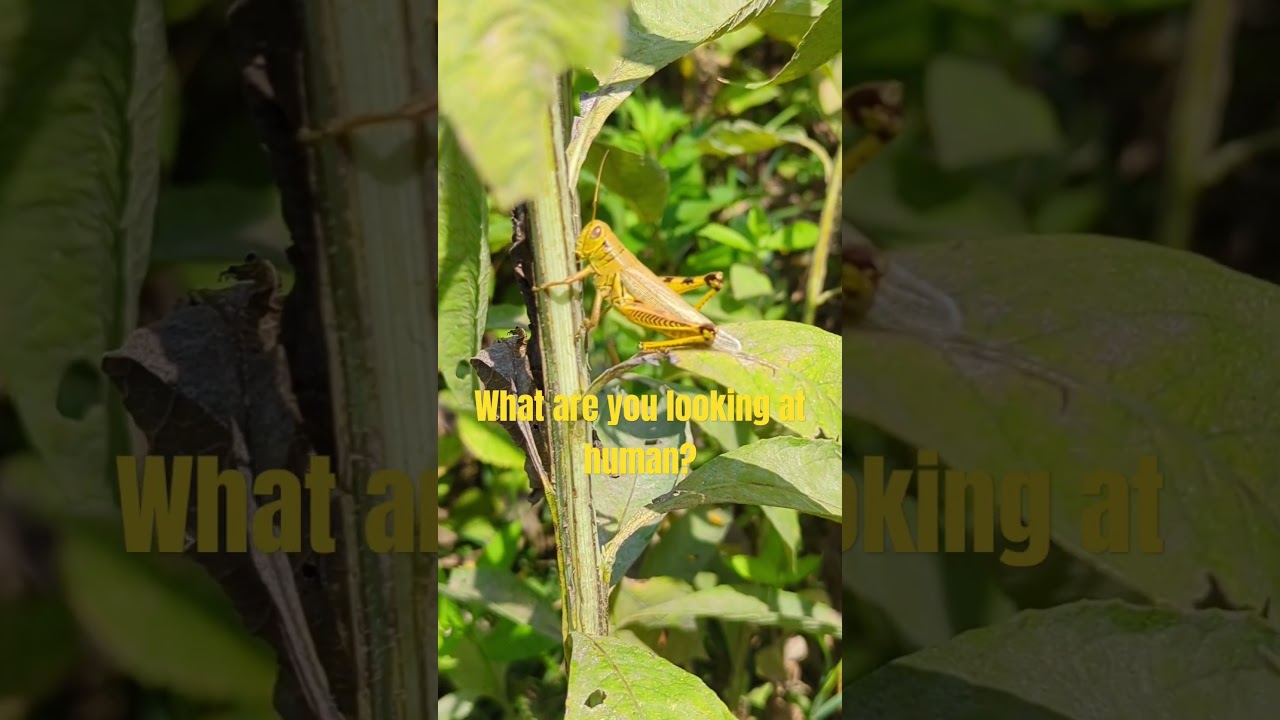 Differential Grasshopper Annoyed by Human While on Wingstem 