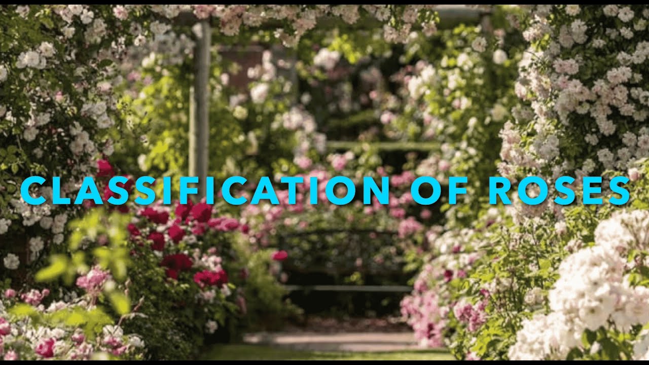 Rose Classification Rose Classification|Climbing|Shrub|Hybrid Tea|Grandiflora|Floribunda ...