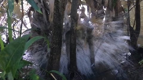 Câu Cá Lóc Bằng Vịt Con Cá Lóc Siêu Bự Táp Kéo Chìm Vịt