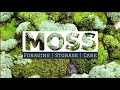 MOSS - How to Forage | Store | Care for moss