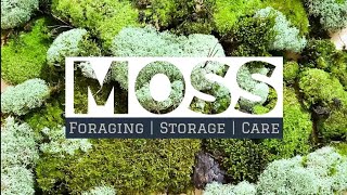 MOSS - How to Forage | Store | Care for moss