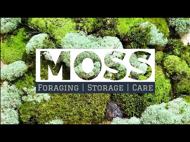 Moss Bathmat: an Honest Review 