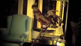 Download Lagu nonSense-The Roosta MP3 Download Lagu nonSense-The Roosta MP3