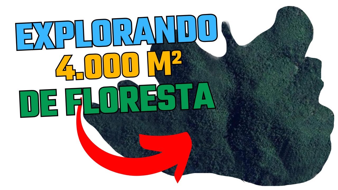 COMO ENCONTRAR ABELHAS SEM FERRÃO NO MATO: O Segredo do Sol e Novas Descobertas!