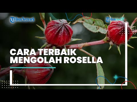 Video: Membiak Bunga Ghairah: Cara Menyebarkan Bunga Ghairah