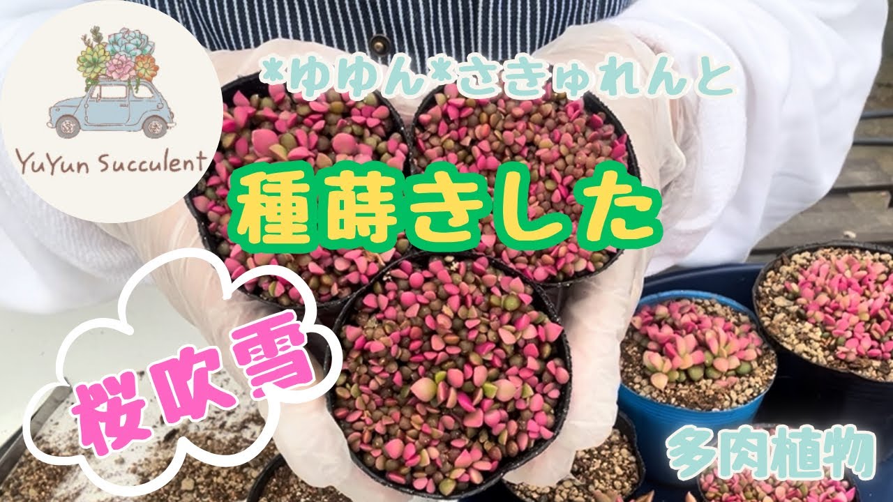 ＊クロタネ草＊多肉植物　朱寿　まめ桜 多肉植物】種蒔きした桜吹雪のその後2026年4月29日 - YouTube