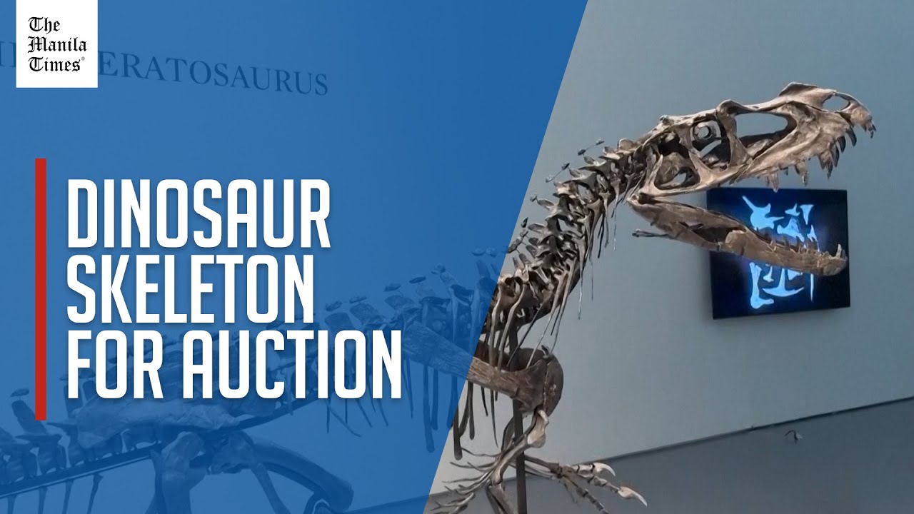 Sotheby's unveils the only known juvenile skeleton of a carnivorous dinosaur, the Ceratosaurus