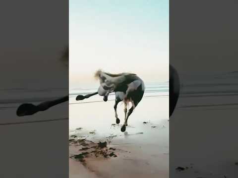 Horse 🐎 Running amazing video viral #animals