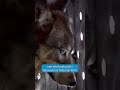 Yellowstone - The Wolves are Back