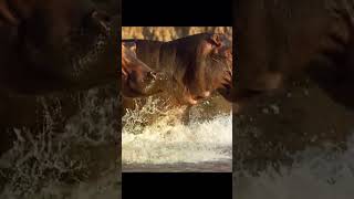 សត្វក្រពើនឹងដំរីទឹក😱 #reactionvideo #animals #crocodile #animals #wildlife#lion #ai
