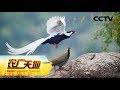 《农广天地》 20190730 深山农妇的网销梦| CCTV农业