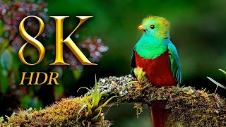 Amazing Bird Collection 8K HDR 60FPS DEMO