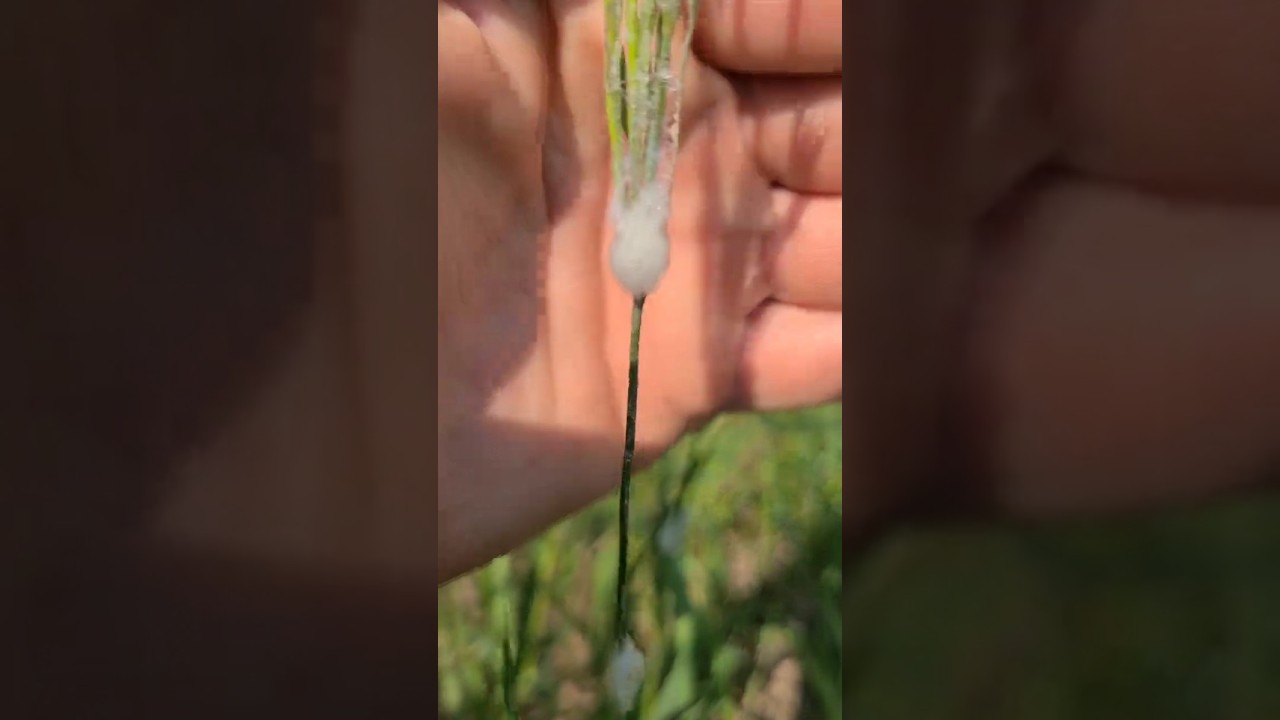 What Is That Foam on Plants? Meet the Spittlebug 🪳