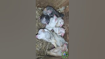 Junior Java #birds #java #baby #sparrow #shorts #finch #rontysbirdaviary #like #reels