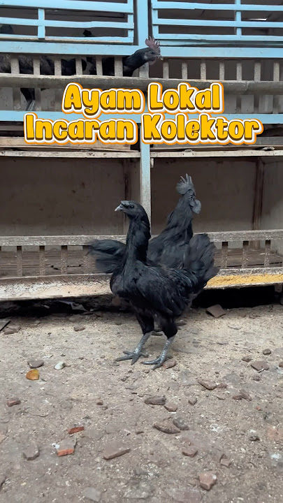 LOCAL CHICKEN WANTED BY COLLECTORS || #business #promisingbusiness #local #trendingnews #fypage