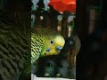 #budgies#parrot