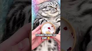 Cat ASMR You NEED 😌🐱