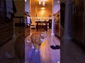 Cats hear the sound of their favorite food#cute #foryou #happy #cat #fun #funnycat #funnyvideos