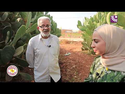 سهل البقيعة لوحة فلسطينية تحتضن أفضل المنتجات الزراعية وسلة غذائية لكل الوطن