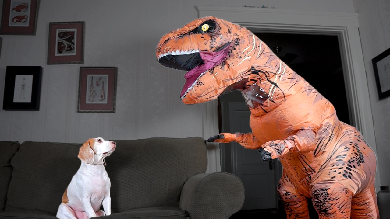 Image result for cat and human in t-rex costume