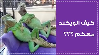 كيف الويكند معكم - شي غريب في جلستهم