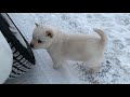 北海道犬のネムの子は生後45日になりました！最近の朝と夜のプチ散歩を！Nem, a Hokkaido dog, is 45 days old!  Please see the petit walk.