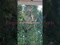 Spiders, mother natures engineering marvels