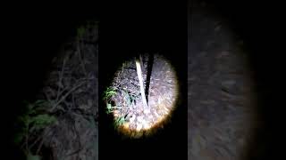 testing the big 1000 lumen china made torch light inside the jungle while hiking