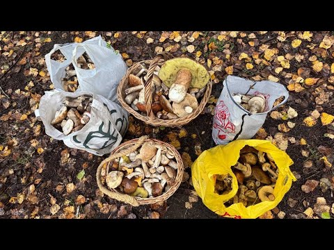 20 КИЛОГРАММ ГРИБОВ ЗА ПАРУ ЧАСОВ! Сотни подберезовиков и червивые белые
