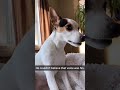 The Dog felt incredible #dog #dogsoftiktok #funny #interesting