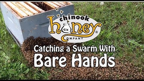 Catching a Honeybee Swarm With Bare Hands