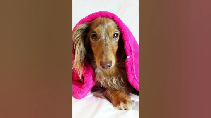 He was so tiny🥹 #dachshund #puppy #dachshundpuppy #puppies