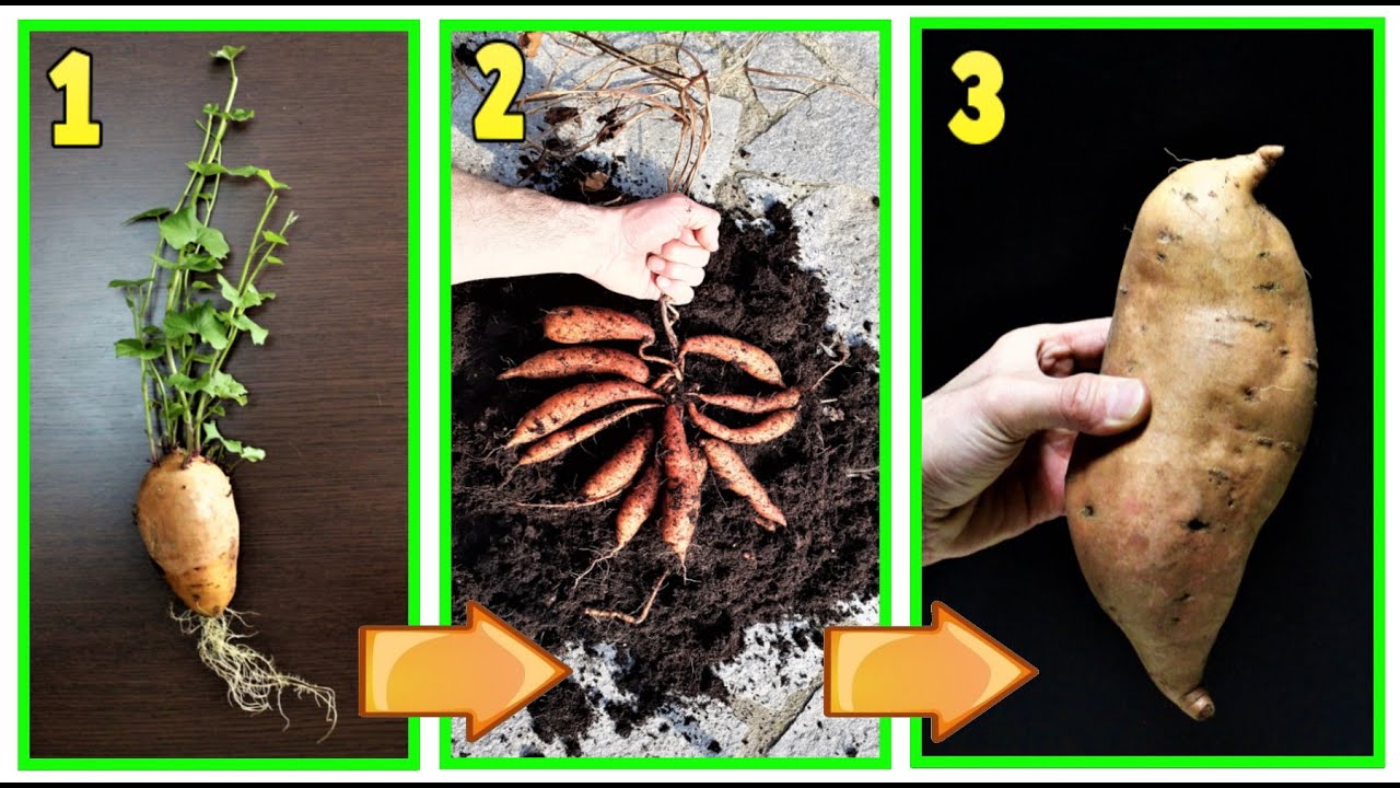 из 1 картофелины вы получаете 20 кг урожая, АМЕРИКАНСКИЙ КАРТОФЕЛЬ, 