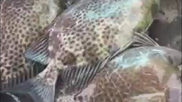 Bài mồi câu cá dìa cực kỳ hiệu quá dành riêng cho những ai mới tập chơi môn này (tập 216)