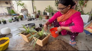 Spider Plant Propagation - How to Grow and Maintain Spider Plant,