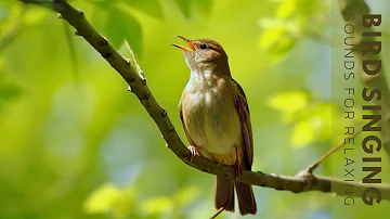 Birds Singing - Morning Bird Sound, Forest Birdsong Nature Sounds, Birds Singing