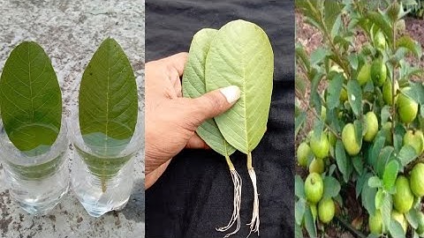 How to grow guava trees from guava leaves With 100% Success | amazing2