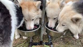 9 THIRSTY HUSKIES PART 1 by The Husky Family 3,397 views 4 years ago 46 seconds