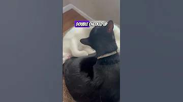What Are Tou Doing Cat Catlovers Shortsviral 