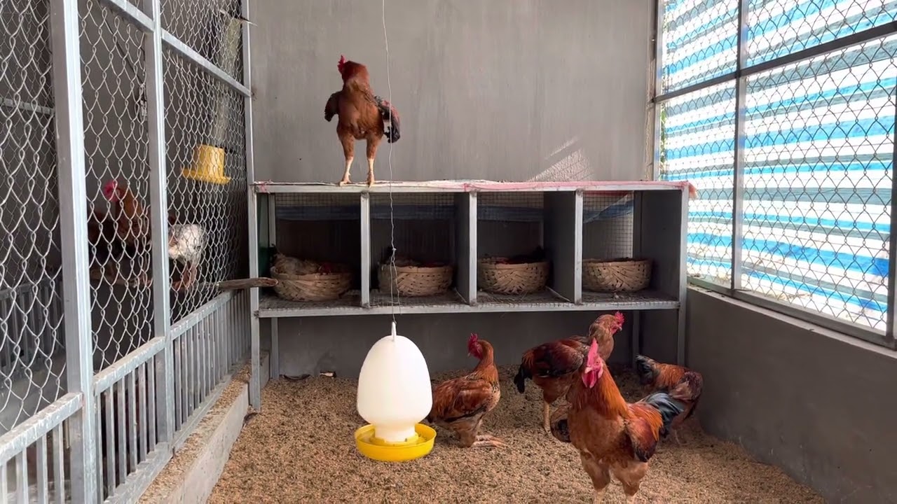 Kinh nghiệm xây chuồng nuôi gà gia đình