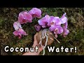 Use of Coconut Water on Orchids for Miraculous Effects