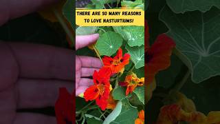 Nasturtiums: A Fun Edible Flower That Everyone LOVES 🧡 🌼