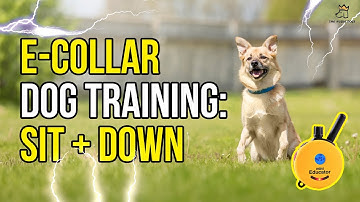 E-Collar Dog Training: The "Sit" & the "Down"