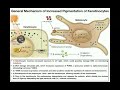 How do Melanocytes Make Melanin?: Melanogenesis Mechanism