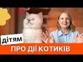 Вивчаємо дієслова Розвиваємо мовлення Що робить котик Вивчаємо дієслова Розвиваємо мовлення Що робить котик
